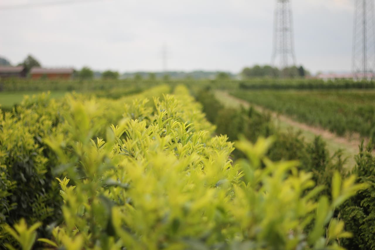 Gärtner/Gärtnerin Fachrichtung Baumschule – Arbeitsumfeld