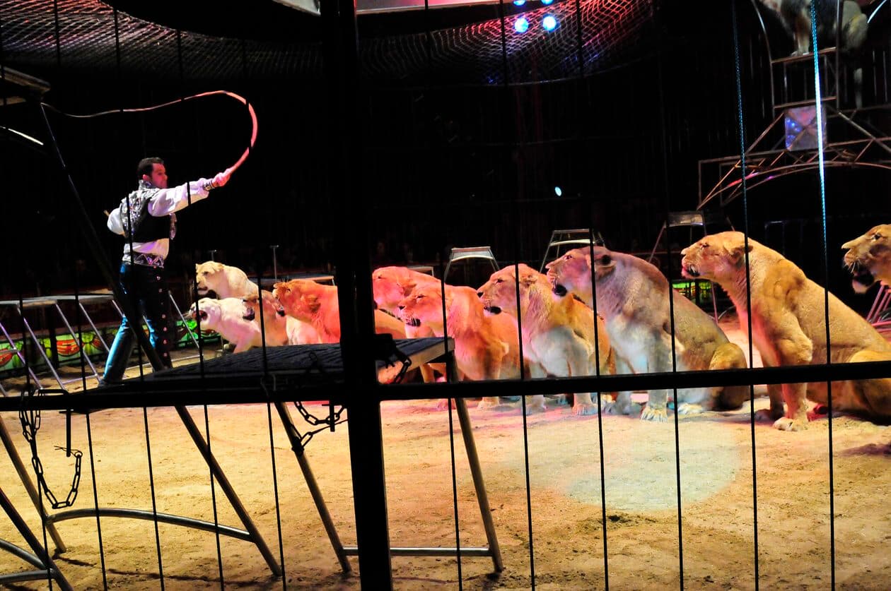 Dompteur/Dompteuse – Arbeitsumfeld