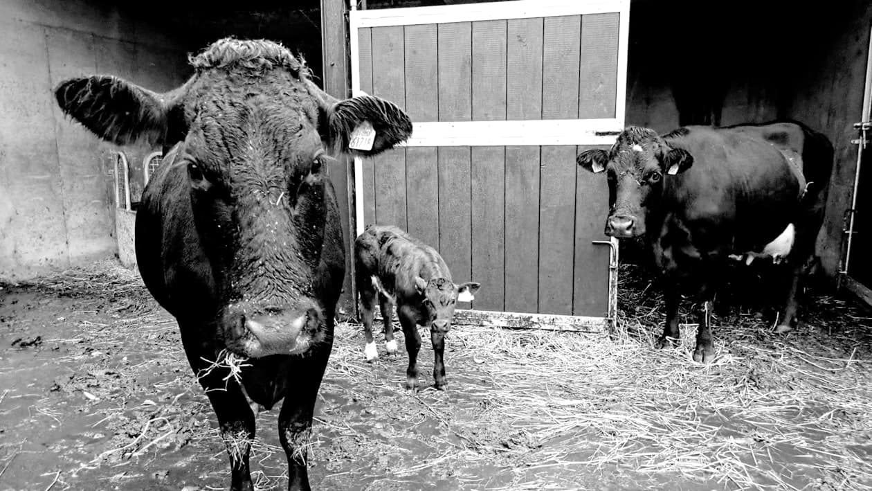 Fachagrarwirt/Fachagrarwirtin - Klauenpflege – Arbeitsumfeld