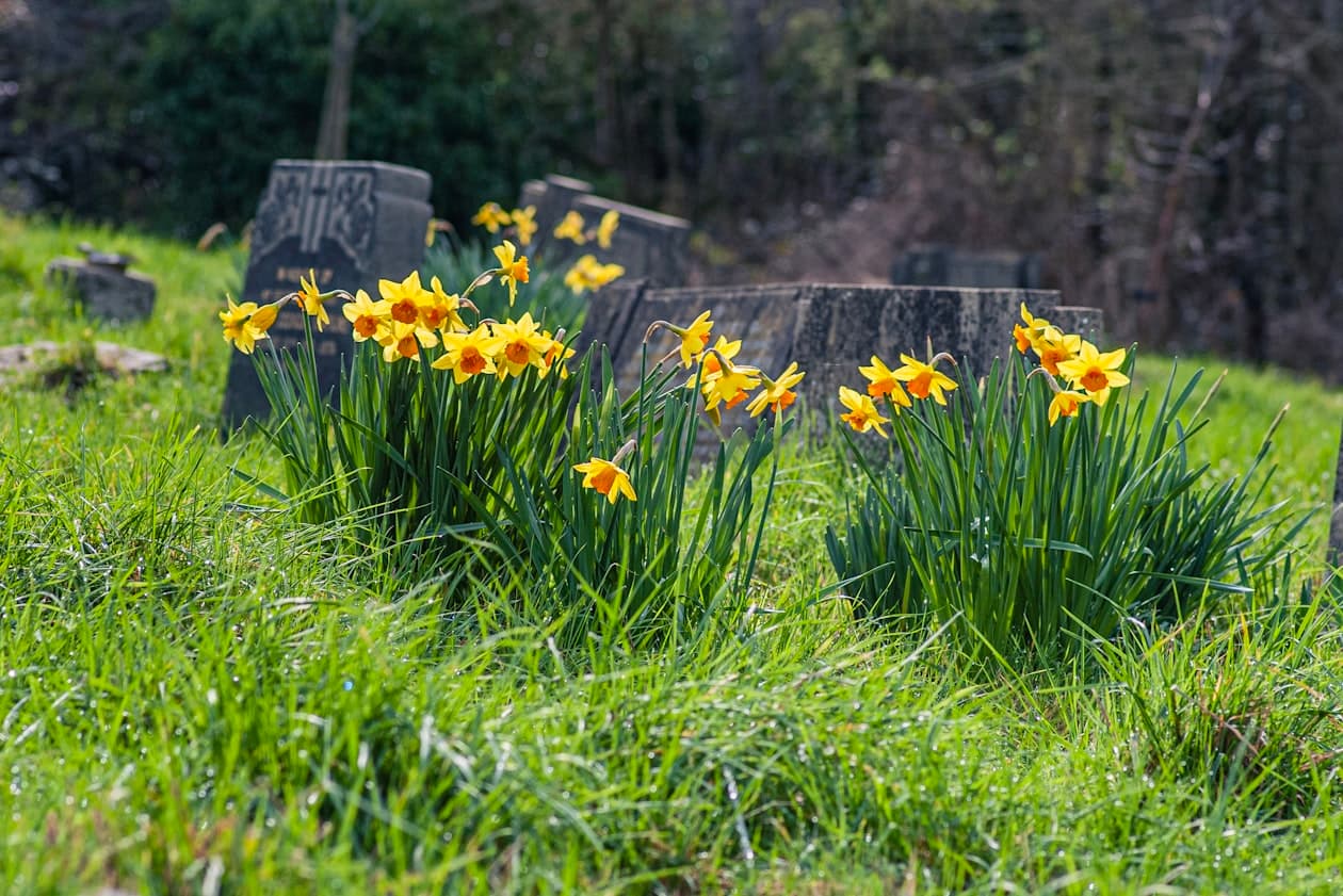 Gärtner/Gärtnerin Fachrichtung Friedhofsgärtnerei – Arbeitsumfeld