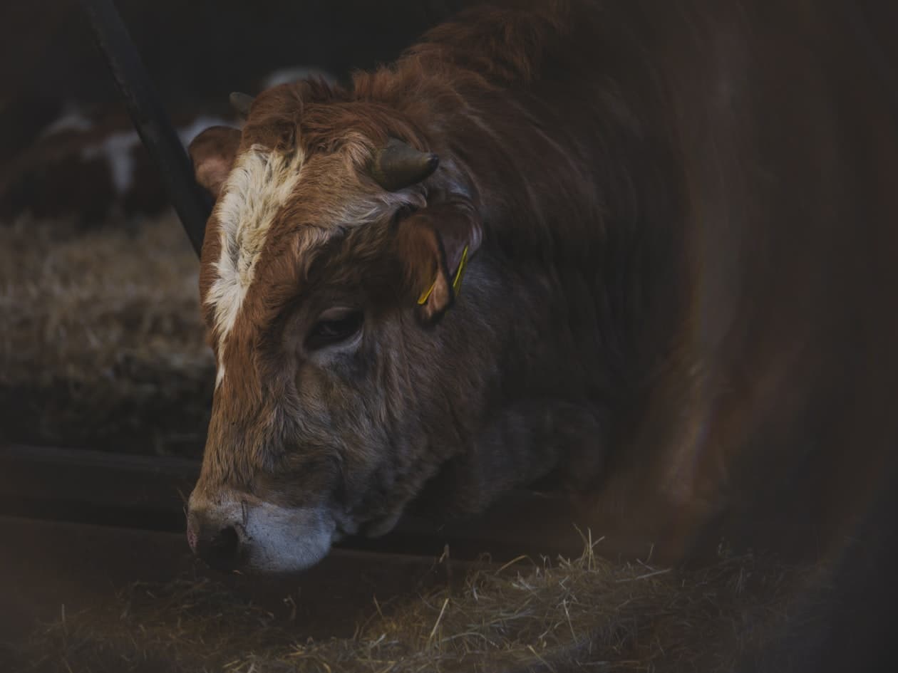 Futtermeister/Futtermeisterin – Arbeitsumfeld