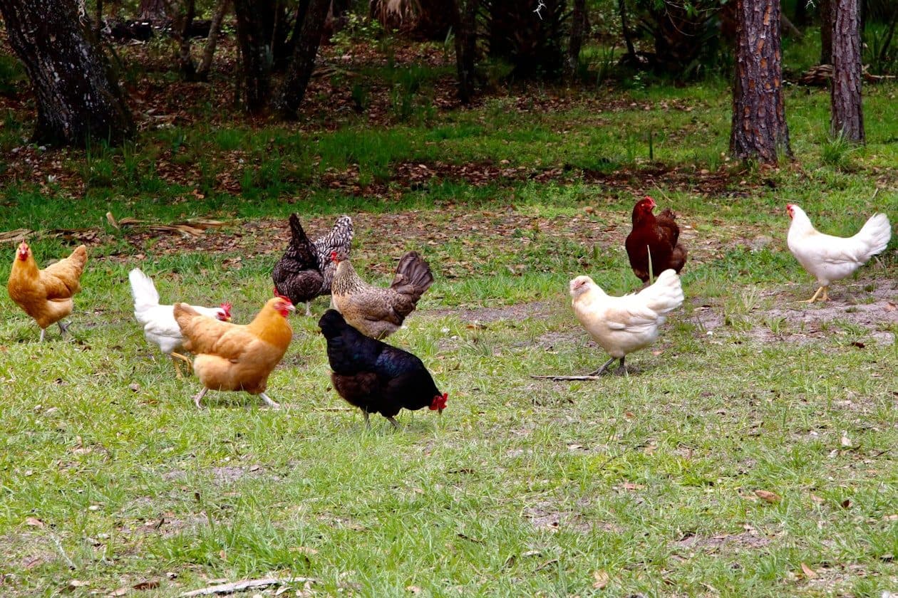 Tierwirtschaftsmeister/Tierwirtschaftsmeisterin Fachrichtung Geflügelhaltung – Arbeitsumfeld