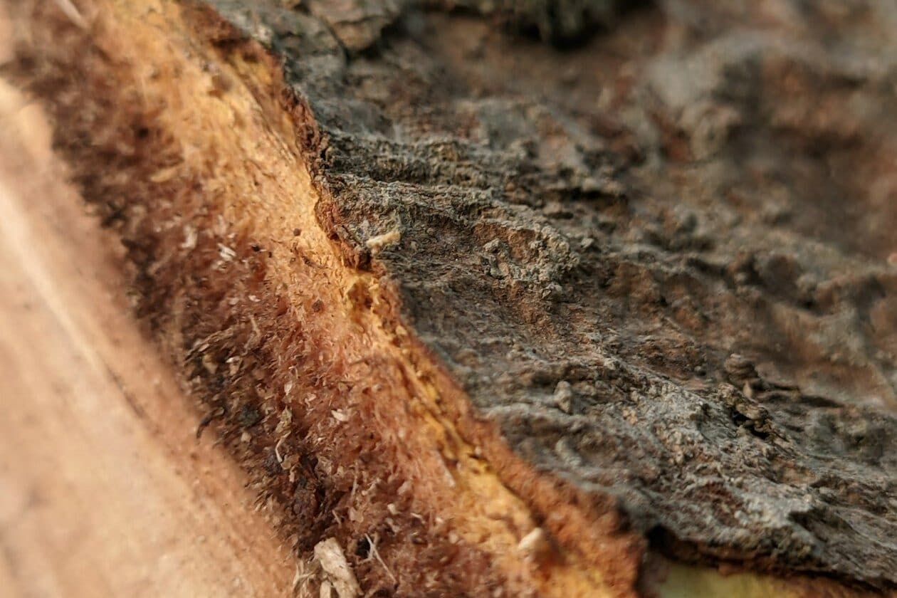 Holz- und Bautenschützer/Holz- und Bautenschützerin Fachrichtung Holzschutz – Arbeitsumfeld