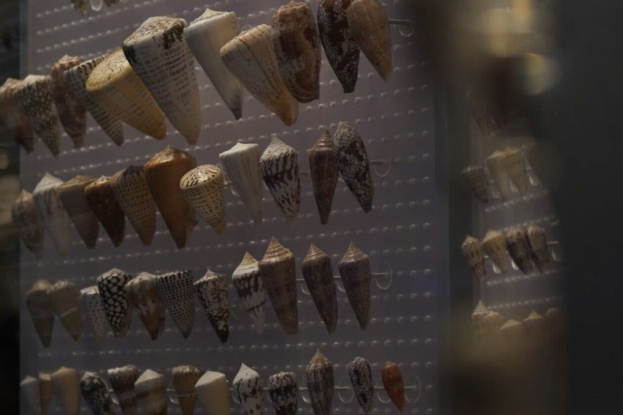 Technischer Assistent/Technische Assistentin für naturkundliche Museen und Forschungsinstitute – Arbeitsumfeld