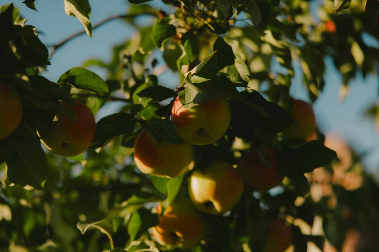 Gärtner/Gärtnerin Fachrichtung Obstbau – Arbeitsumfeld