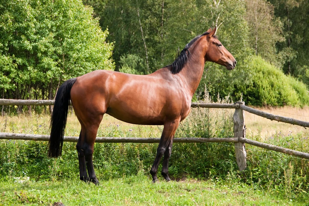 Pferdewirt/Pferdewirtin Fachrichtung Pferdezucht – Arbeitsumfeld