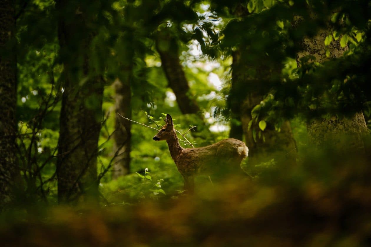 Revierjäger/Revierjägerin – Arbeitsumfeld