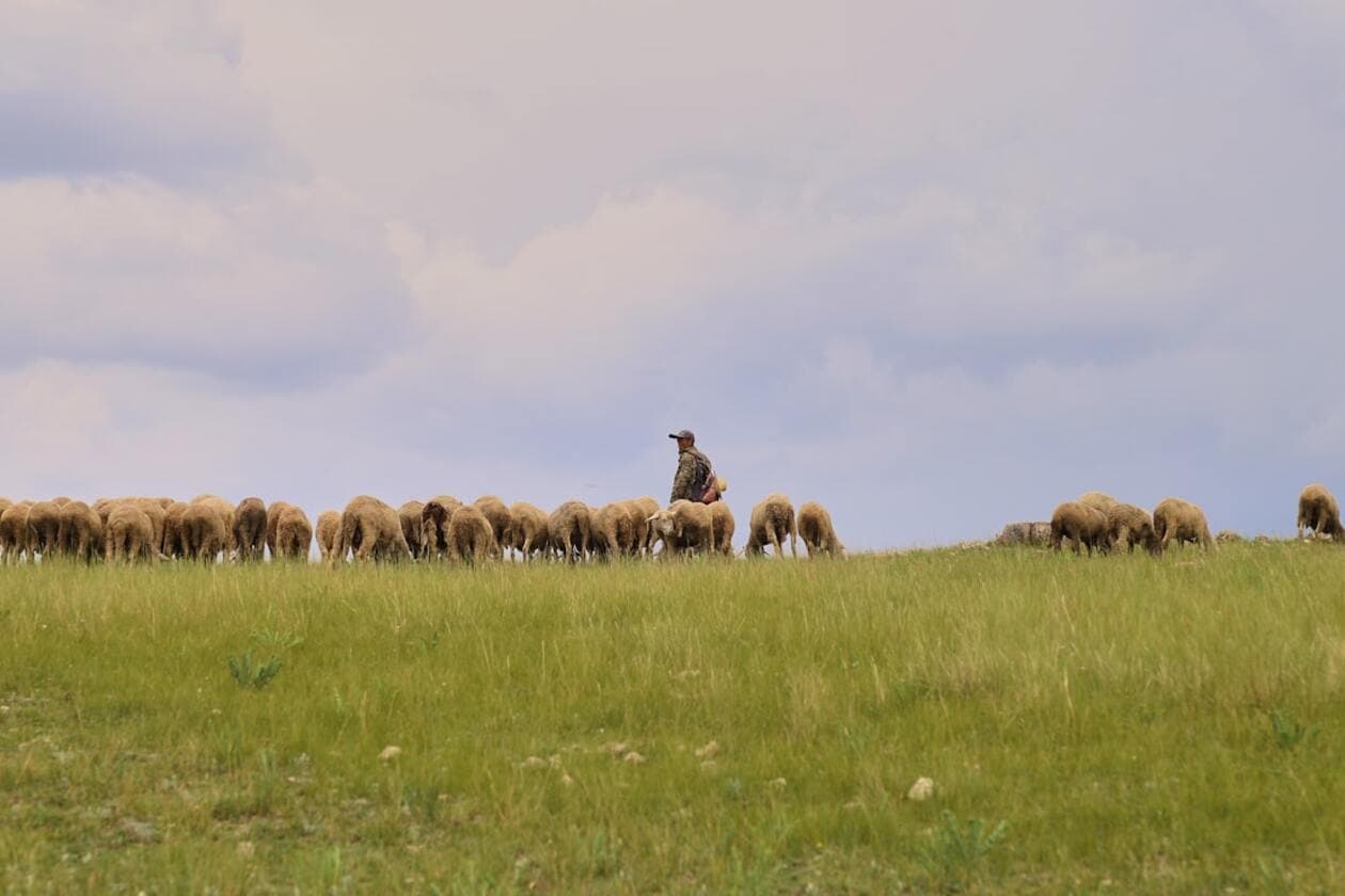 Tierwirt/Tierwirtin Fachrichtung Schäferei – Arbeitsumfeld