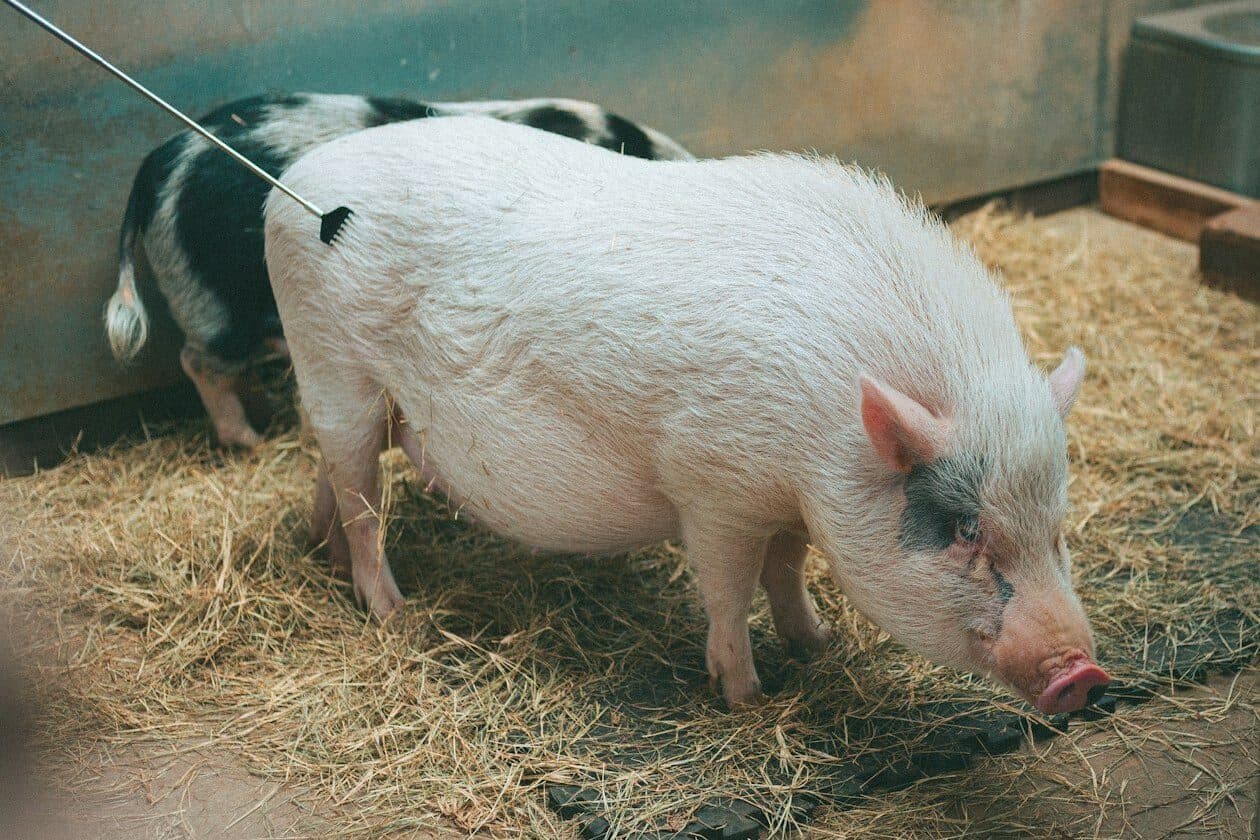 Tierwirtschaftsmeister/Tierwirtschaftsmeisterin Fachrichtung Schweinehaltung – Arbeitsumfeld