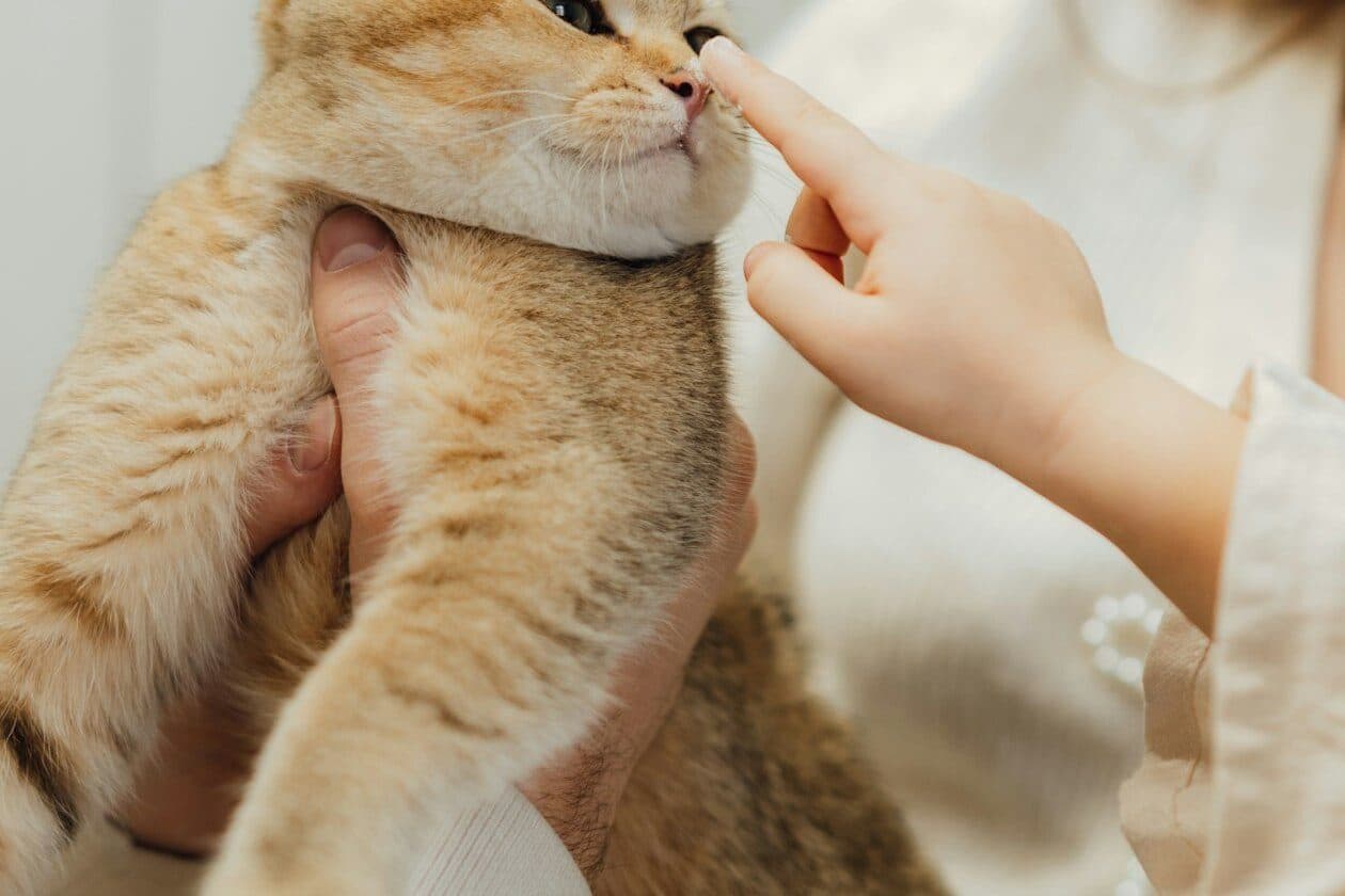 Tierheilpraktiker/Tierheilpraktikerin – Arbeitsumfeld