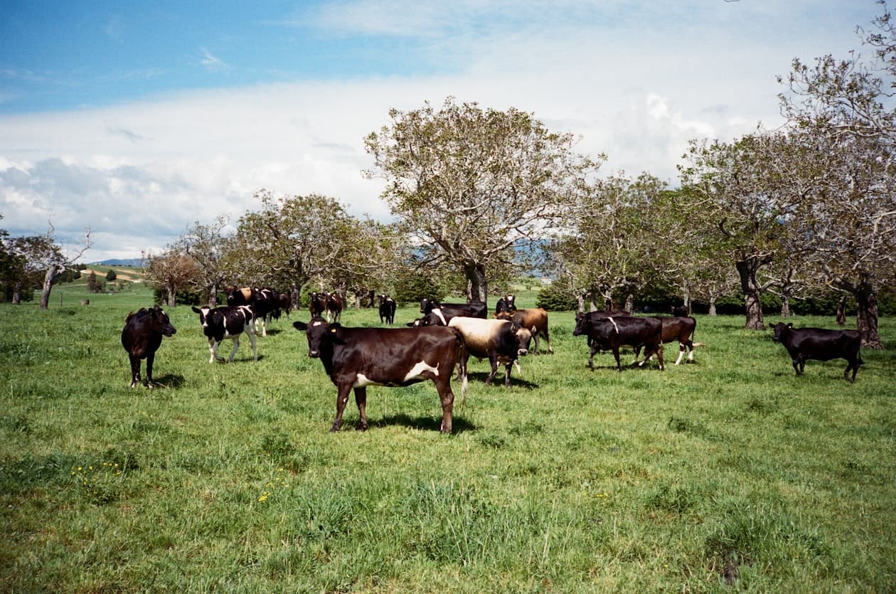 Stallmanager/Herdenmanager/Stallmanagerin/Herdenmanagerin – Arbeitsumfeld