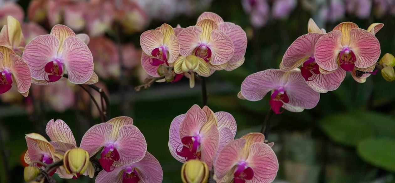 Verkaufsgärtner/Verkaufsgärtnerin – Arbeitsumfeld