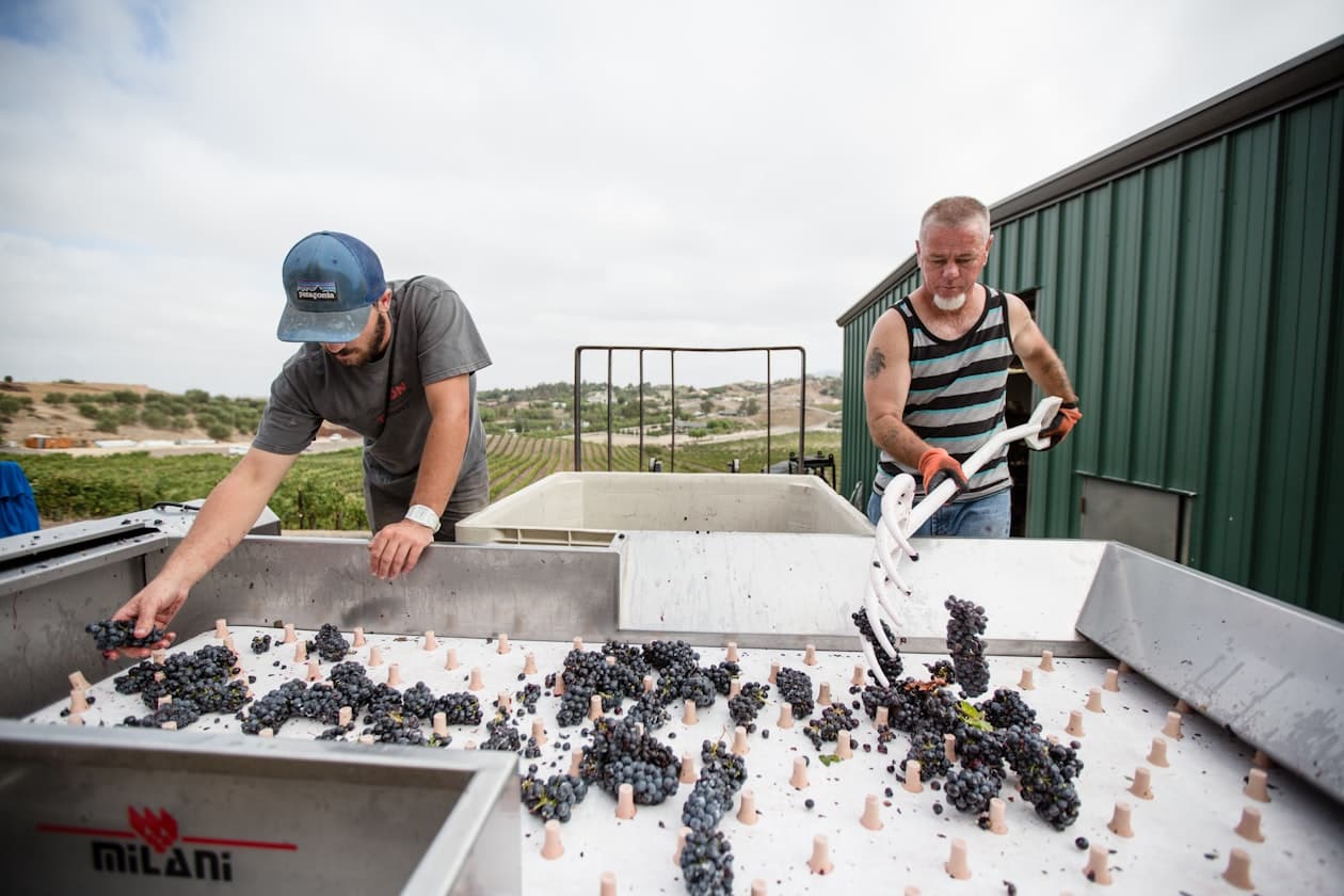 Winzermeister/Winzermeisterin – Arbeitsumfeld